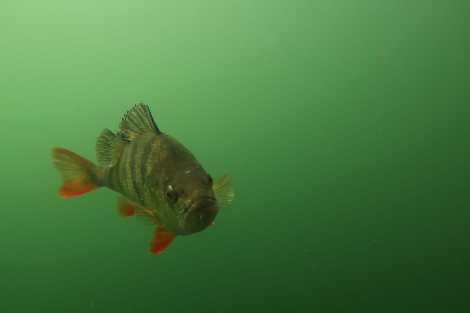Neugieriger Barsch im klaren grünen Wasser des Steinbruchsees Ammelshain